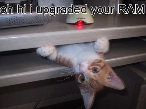 ram2.jpg