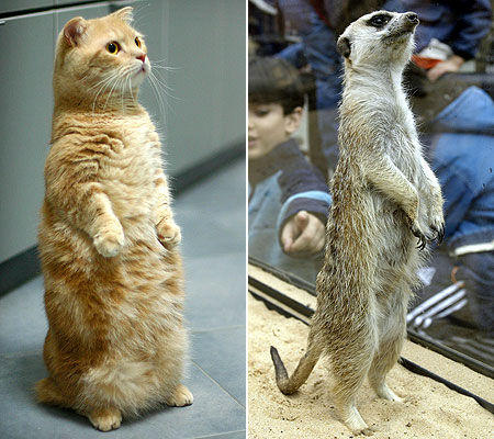standingcatmeerkat.jpg
