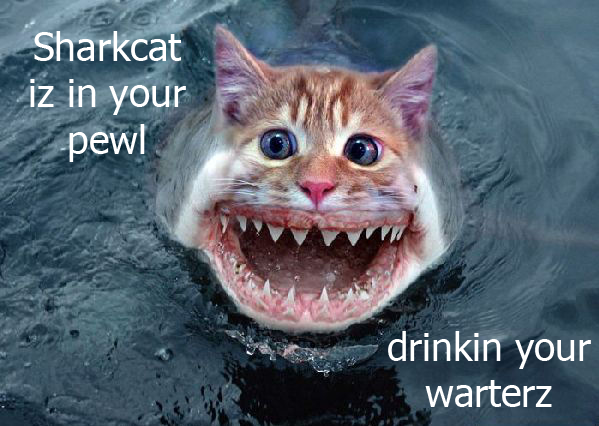 f-shark-cat-3136.png