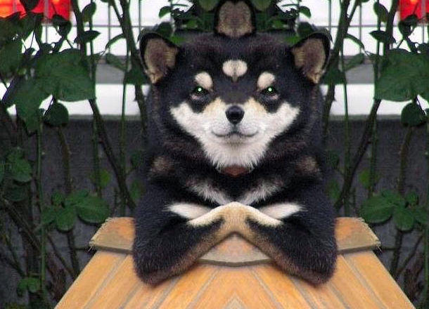 Cool Dog