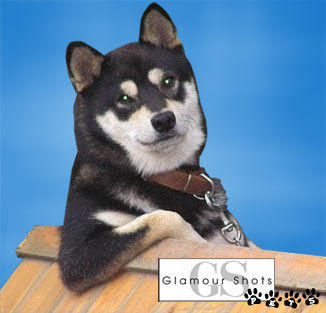glamourdog.jpg