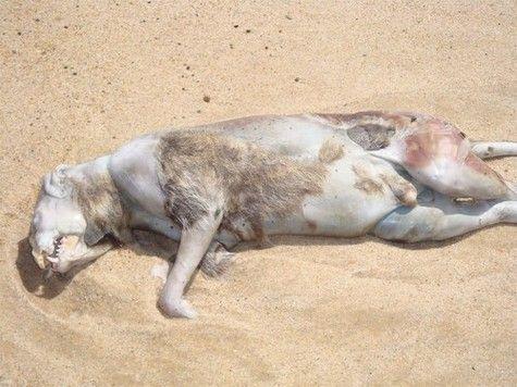 dead_monster_washes_ashore.jpg