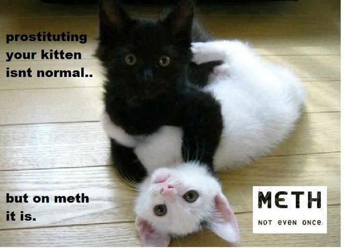kittenr.jpg