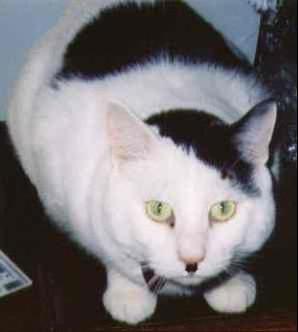kitler1_Cats_that_look_like_Hitler-s298x332-42887-58020110725-22047-1q0y2qv.jpg