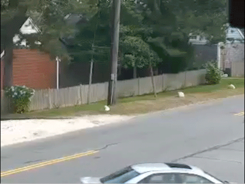 96e3cl.gif
