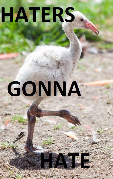 Haters Gonna Hate
