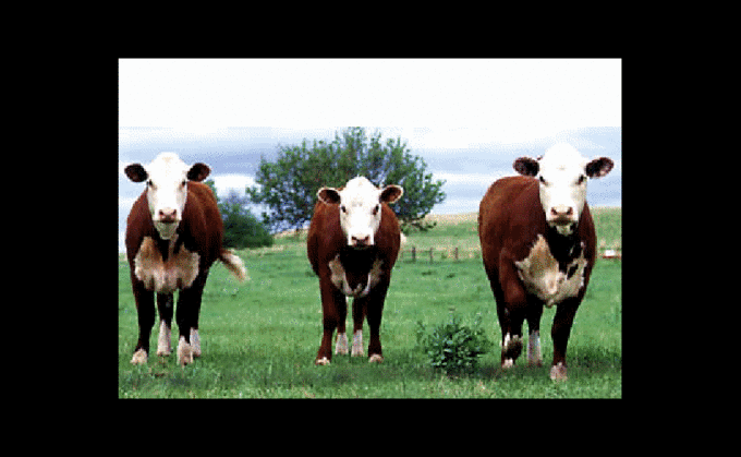 2bb8d902aadf4669ee407a9617e6dcf3.gif