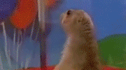 89553d1222655796-animated-gif-thread-seriousheads.gif