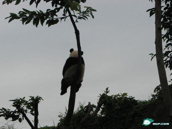 sadpanda.jpg