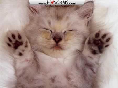 Adorable-Cats-Screensaver.jpg