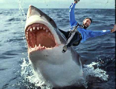 Hugh-shark.jpg