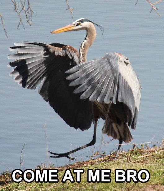 COMEATMEBRO.jpg