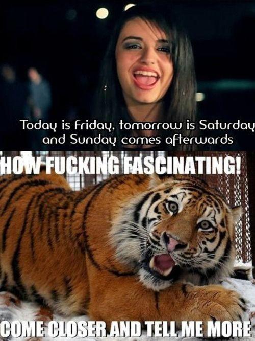 fridaytiger.jpg