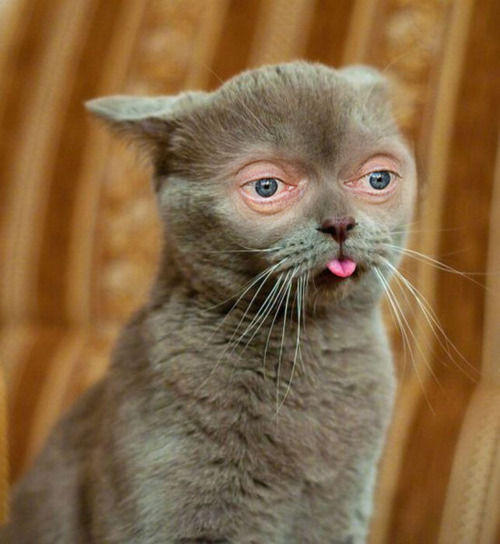 tumblr_ljm1hkOSkv1qbqt8go1_500.jpg