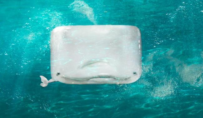 whale-iphone-16.jpg