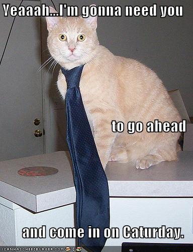 funny-pictures-your-cat-needs-you-to-come-in-on-caturday.jpg