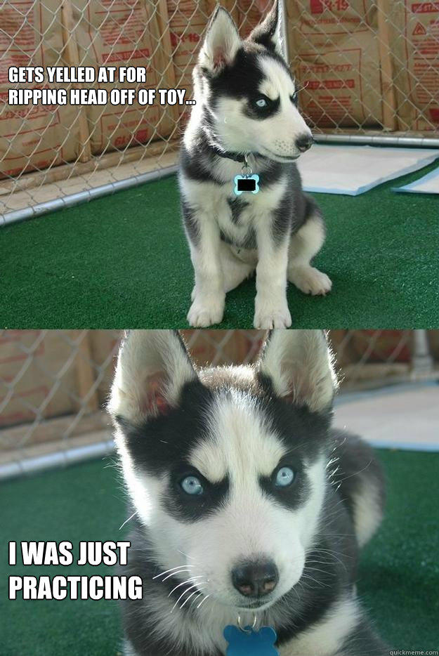 insanity-puppy-i-was-just-practicing.jpg