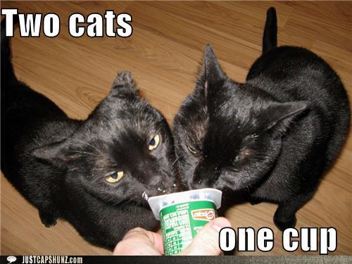 funny-captions-two-cats-one-cup.jpg