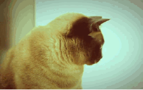 6e6.gif