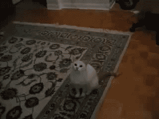 fc7.gif
