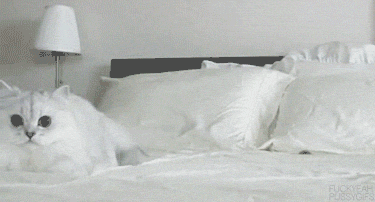 dd2.gif