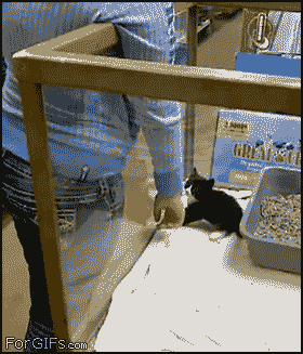 909.gif