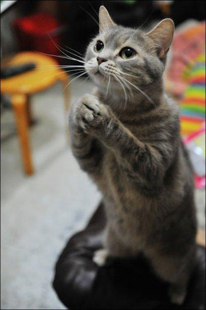 Religiously Oblivious Cat