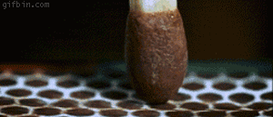 cc2.gif