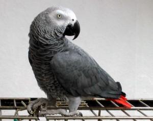 african grey parrots for sale 