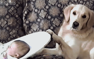 737.gif