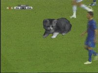 Materazzi attack by kitty