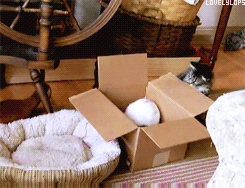 6fb.gif