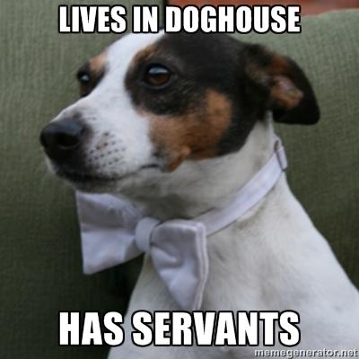 Dapper Dog