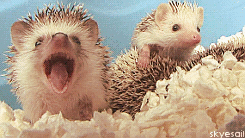 can't stare at image, makes me yawn D: