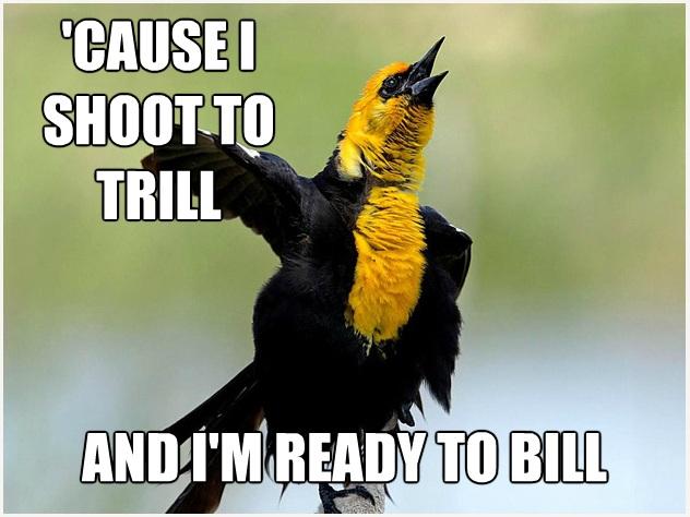 Shoo to trill