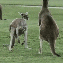 cfc.gif