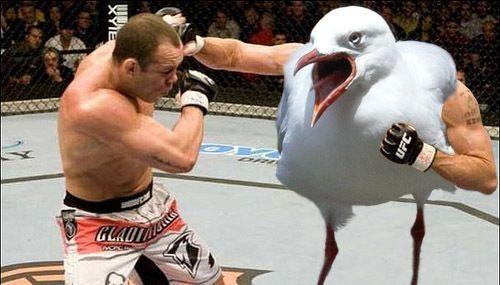 UFC Seagull
