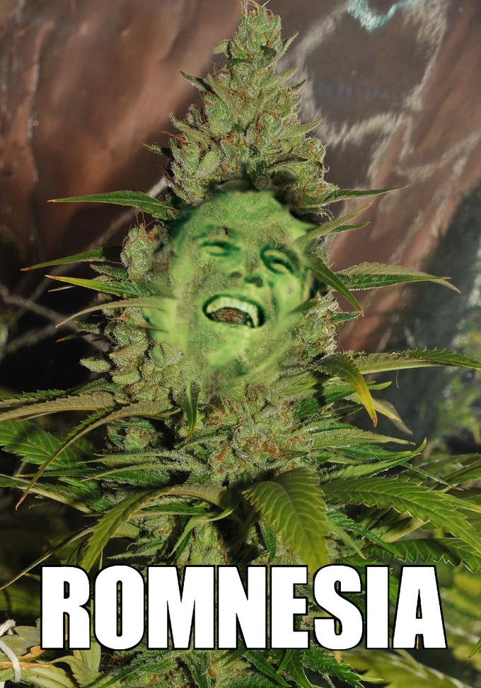 romnesia haze