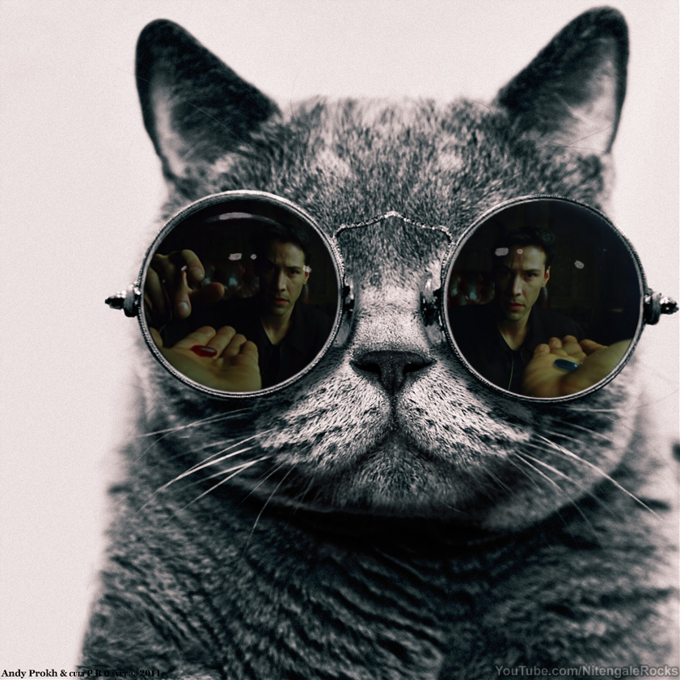 Morpheus Cat