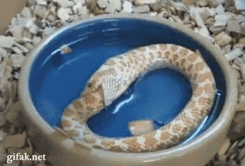 26e.gif