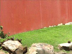 otters chasing a butterfly