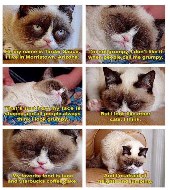 Grumpy Cat