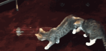 668.gif