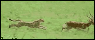 ffc.gif