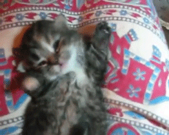 78c.gif