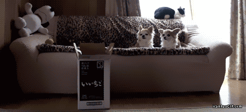 Cat Plays Fetch