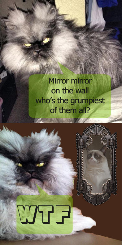 mirror mirror