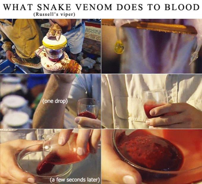 Snake Venom to Blood