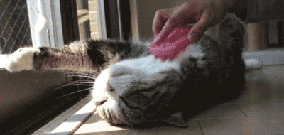 252.gif