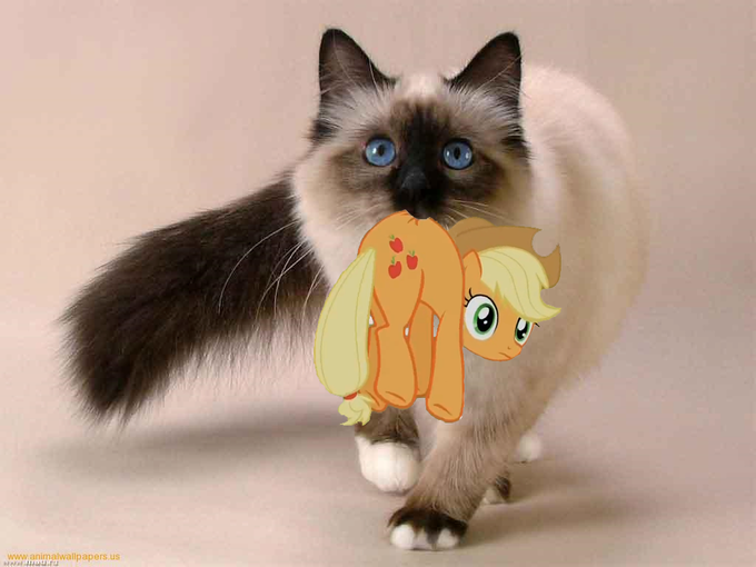 Cat Caught a Applejack